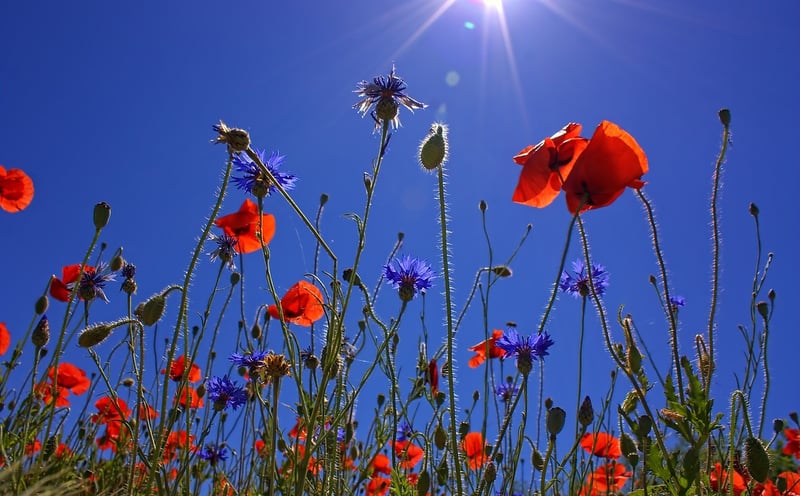 Wildflower Meadow